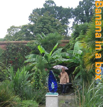 Banana1