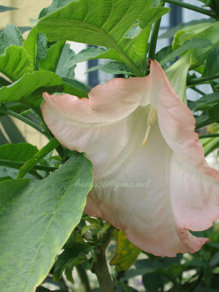 Brugmansia_suaveolens