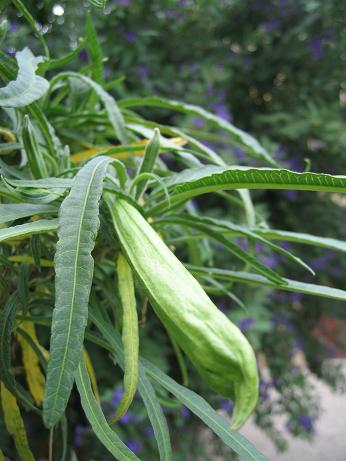 Brugmansia aurea-hybr. Culebra