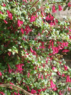 F x bacillaris in Dublin F_bacillaris