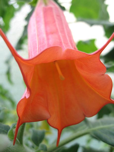 Brugmansia_sanguinea